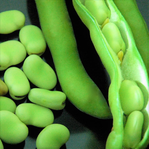 Bób Aguadulce wczesny Bio 40g