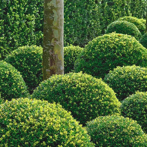 Ostrokrzew bukszpanowy karbowanolistny 'Green Hedge' (P9)