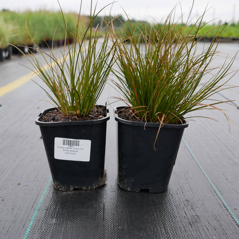 Turzyca ceglasta Prairie Fire (P9)