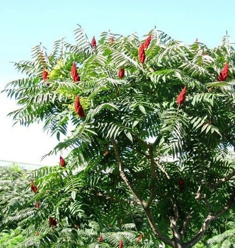 Sumak octowiec Sumak Mrozoodporny Egzotyczny (H-200/220)