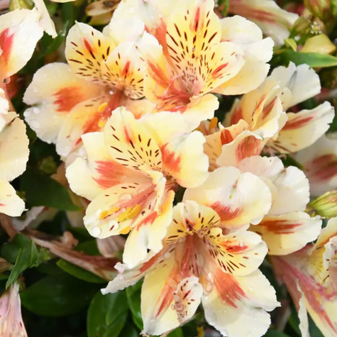 Alstremeria ogrodowa Sunset (C2)