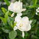 Gardenia Magnifica (P9)
