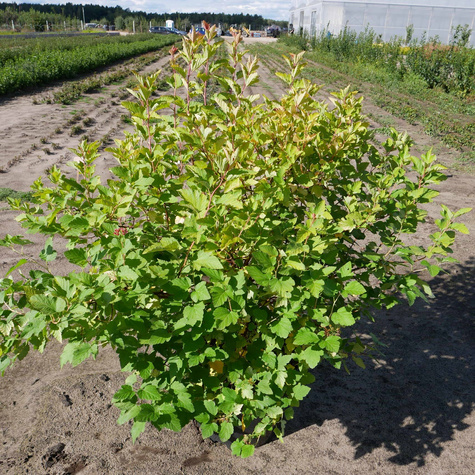 Pęcherznica główkowa Tilden Park (C2)