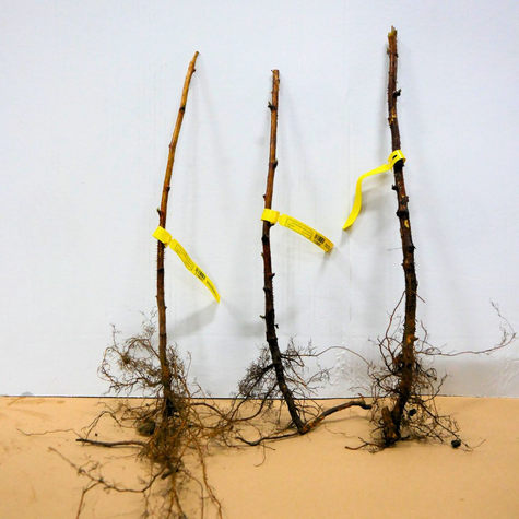 Malina czarna Plant Pack