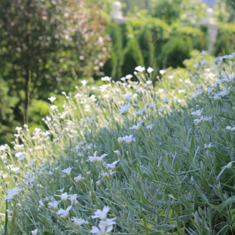 Rogownica kutnerowata (C2)