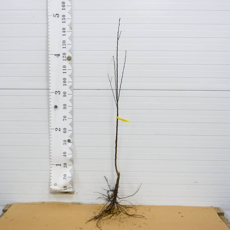 Morela Hargrand Plant Pack