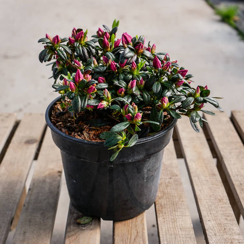 Azalia japońska Melina różowa (C2)