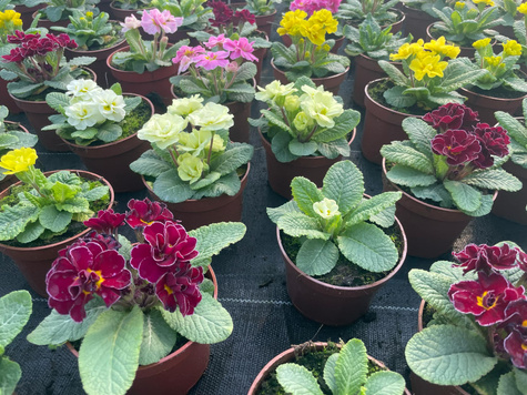 Prymulka wieloletnia burgundowa Pierwiosnek sadzonka w doniczce