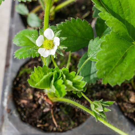 Truskawka pnąca wisząca powtarzająca Multiplat 6szt