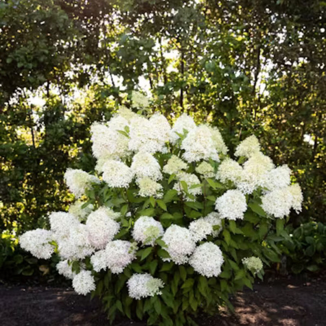 Hortensja bukietowa Royal Flower (P9)