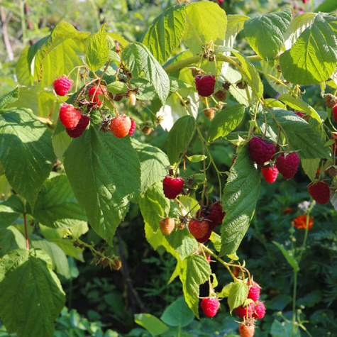 Malina czerwona na balkon Summer Lovers Petite Red