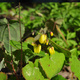 Epimedium Sunny and Share (ISU Awards 2020) (P9)