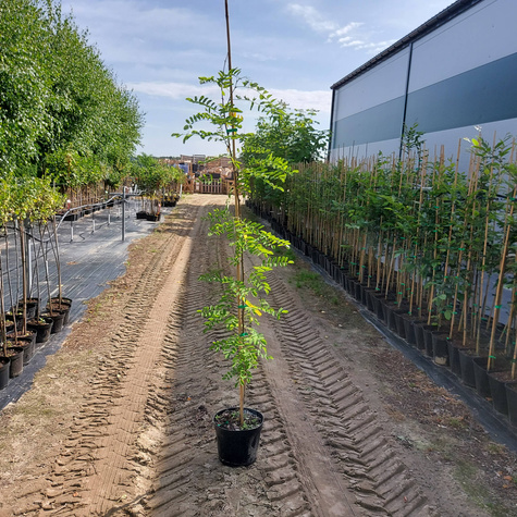 Grochodrzew Robinia akacjowa Akacja Cenny dla pszczół (C2)