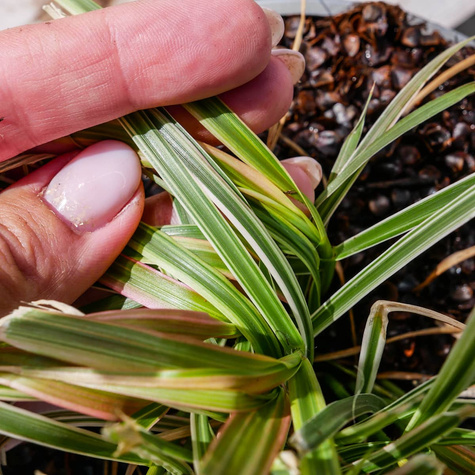 Rozplenica obca Cherry Sparkler Watzmann
