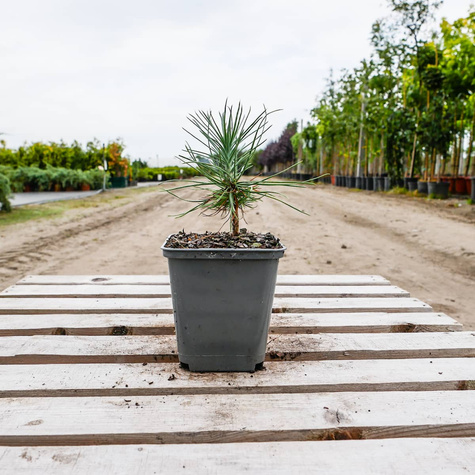 Sosna Jeffreyi bardzo długie igły P9