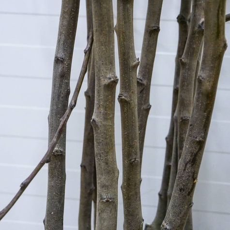 Śliwa japońska Casselman Mrozoodporna Plant Pack