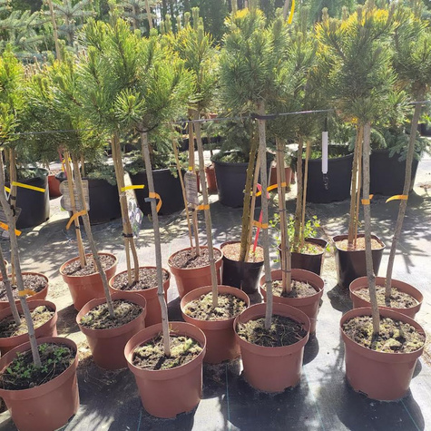 Sosna górska Schweizer Tourist Pa