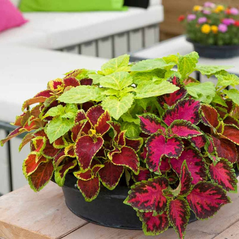 Pokrzywnik Koleus Blumego Mieszanka 0,1g