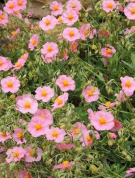 Posłonek ogrodowy  Lawrenson`s Pink (C2)