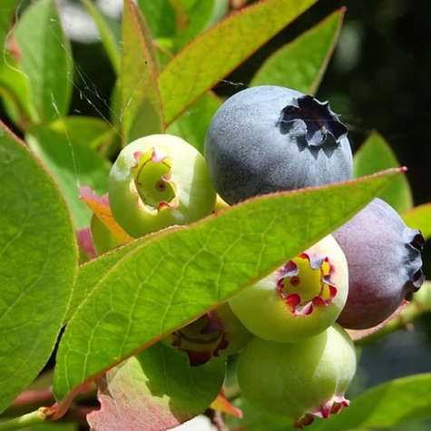 Borówka amerykańska Bluejay średnio wczesna (C2)