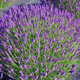 Lawenda wąskolistna Spear Blue (C2) 