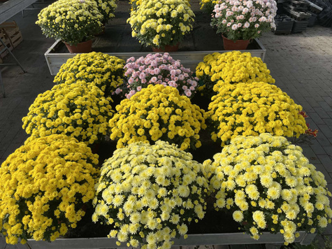 Chryzantema drobnokwiatowa Jasoda Dark Yellow sadzonki w doniczce P11