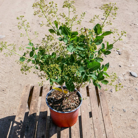 Perukowiec podolski Young Lady Puszysty Krzew (C2)