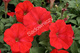Petunia ogrodowa czerwona 0,05
