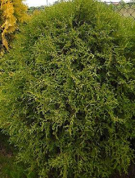 Cyprysik lawsona Globosa (P9)