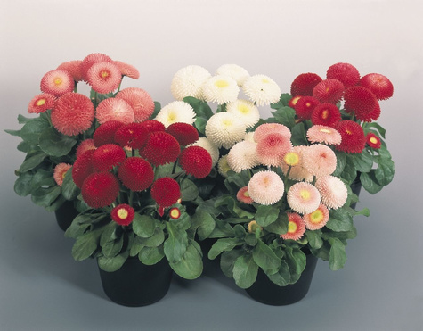 Stokrotka Stokrotki czerwona sadzonka w doniczce