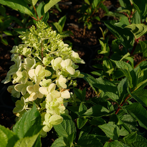 Hortensja bukietowa Silver Dollar (C1.7)