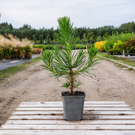 Sosna Thunberga (C2)