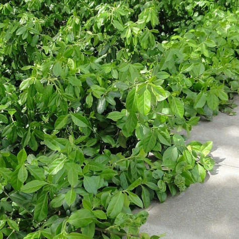 Trzmielina Fortune'a Dart's Blanket (C2)