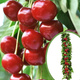 Czereśnia kolumnowa Silva Mrozoodporna Plant Pack 
