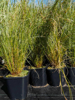 Turzyca Buchanana "Green Twist"