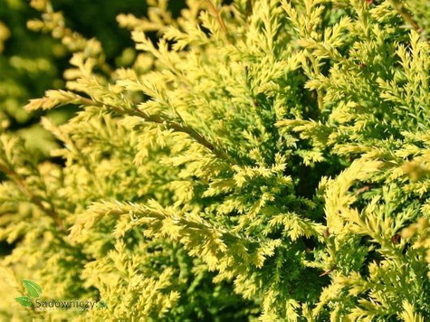 Cyprysik groszkowy pierzasty złocisty Plumosa Aurea