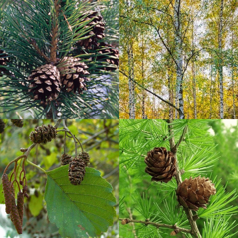 Zestaw Na Działkę Szybkorosnące Drzewa Plant Pack