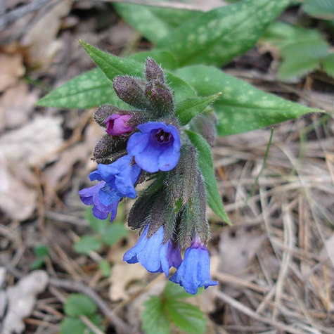 Miodunka długolistna (C2)