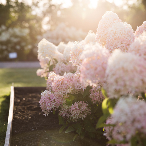 Hortensja bukietowa Royal Flower (C2)