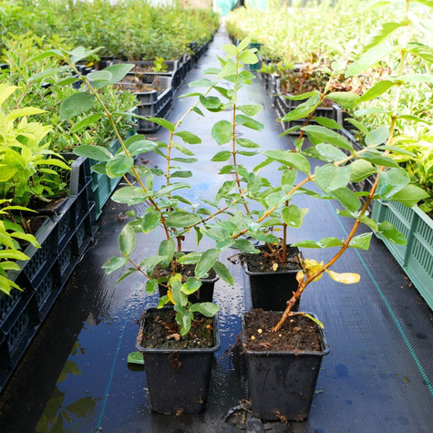 Jagoda kamczacka Giants Heart późna słodka (P9)