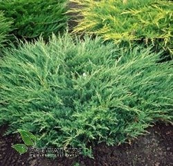 Jałowiec płożący Andora Compact (P9)