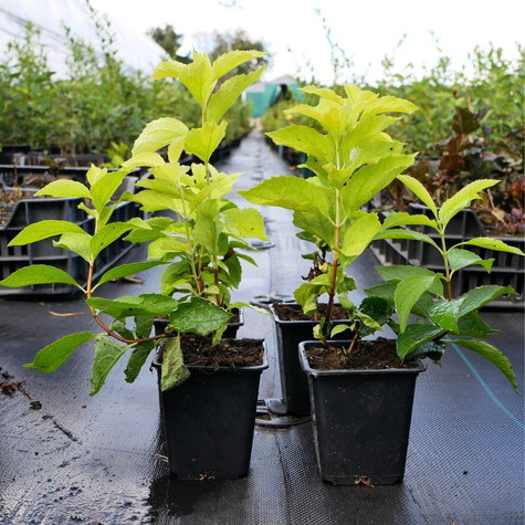 Jaśminowiec wonny Aureus (P9)