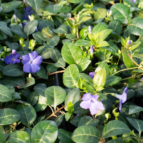 Barwinek pospolity Atropurpurea