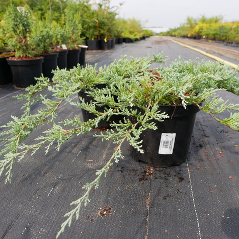 Jałowiec płożący Glacier (C2)