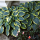 Funkia Hosta First Frost (C2)