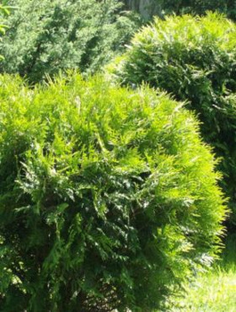 Thuja Tuja Żywotnik zachodni Hoserii kuleczka (C2)