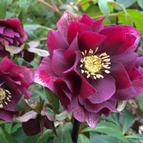 Ciemiernik wschodni Double Ellen Red (C2)