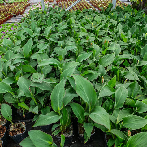 Kanna Canna Kanna żółta Paciorecznik SADZONKA C2