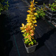 Berberys thunberga Golden Rod (P9)