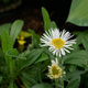 Aster alpejski White (C2)